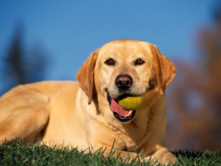 Dog laying grass tennis ball - a tennis ball free wallpaper