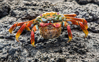 Crab rock dirt ecological art - a crab free wallpaper