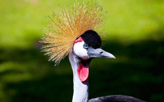 Bird mohawk green background grass - a mohawk free wallpaper
