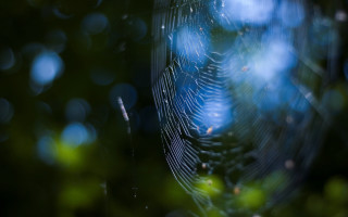 Spider web trees blue sky - a spider web free wallpaper
