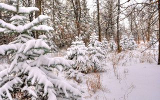 Snowy forest bushes branches mountain - regionalism free wallpaper