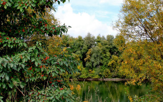 Autumn pond trees bushes clouds - the branch free wallpaper