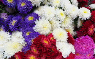 Colorful flower pile puzzle bloom - free flowers wallpaper