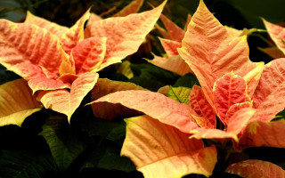 Plant red yellow flowers green - fine free wallpaper