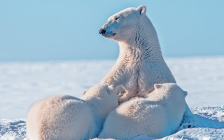 Polar bear snow horizon ocean - polar free wallpaper