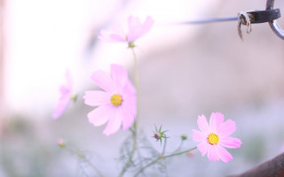 Pink flowers vase table fence - a wire free wallpaper