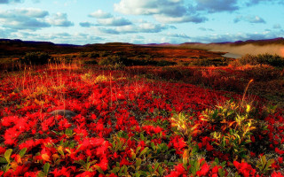 Red flowers blue sky clouds 7 - red flower free wallpaper