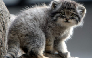 Small kitten rock tree sad - a tree trunk free wallpaper