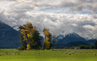 Sheep field mountains clouds sunset - sheep free wallpaper