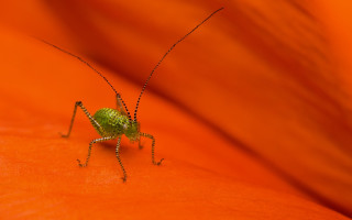 Green insect orange flower blurry - cricorps grégoire free wallpaper