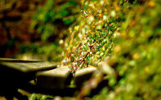 Bench plant blur background bokeh - a plant free wallpaper for desktop