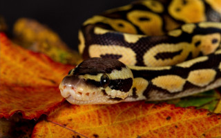 Cobra leaf autumn blurry fire - a snake free wallpaper