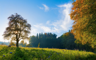 Tree field sky clouds blueflowers - a tree in a field free wallpaper