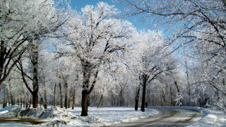 Snowy park road trees fence - covered free wallpaper