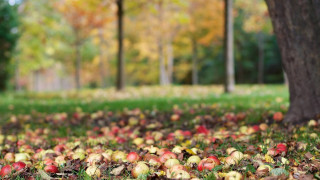 Apple field park fall christmas - art free wallpaper
