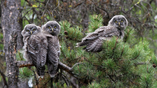 Three owls pine branch woods - the wood free wallpaper