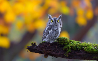 Small owl moss branch autumn - a moss free wallpaper