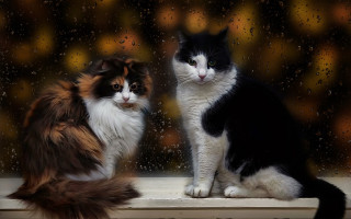 Cats window sill rain impressionism - two cat free wallpaper for desktop
