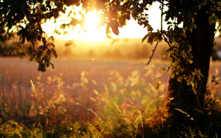 Autumn leaves forest sunset fire - free autumn wallpaper