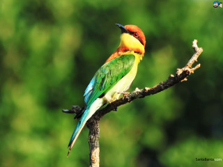 Colorful bird tree branch forest 2 - a tree branch in a forest area free wallpaper for desktop