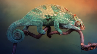 Chameleon branch long tail curved - tail free wallpaper