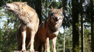 Two wolfs standing log forest - their mouth wide open free wallpaper