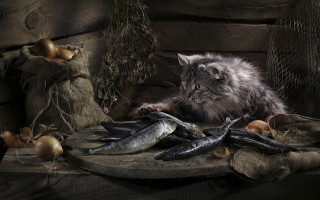 Cat fish mushrooms eggs still - david teniers iii free wallpaper