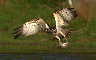 Bird flying over water fish 2 - chippy free wallpaper