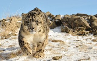 Snow leopard walking snow field - a snow leopard free wallpaper