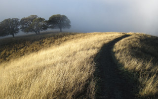 Foggy country path grass trees - liminal space free wallpaper