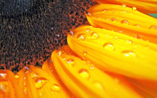 Sunflower water droplets blue background - a sunflower free wallpaper