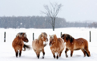 Horses running snow fenced trees - eric deschamps free wallpaper