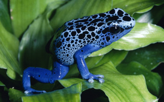 Blue black frog green leaf 2 - frog free wallpaper