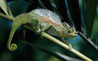 Chameleon plant stem green leaves - a plant stem free wallpaper