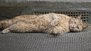 Cat laying open eyes superflat - photography free wallpaper