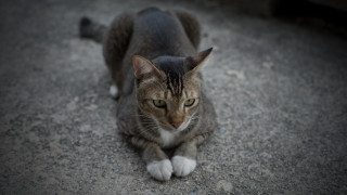 Sad cat green eyes jigsaw - its face free wallpaper