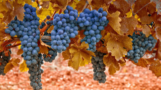 Grapes vineyard autumn leaves reddirt - vine free wallpaper