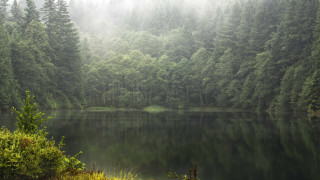 Lake forest fog trees nature - fog in the air free wallpaper