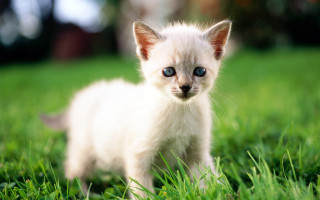 White kitten blue eyes curious 9 - a curious look free wallpaper