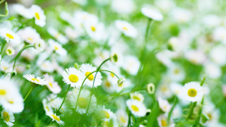 Flower field white yellow bloom - green stem and leaves free wallpaper