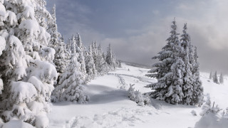 Snowy landscape trees trail blue 2 - a few cloud free wallpaper