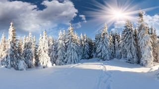 Snowy landscape trees bright sun 3 - bright free wallpaper