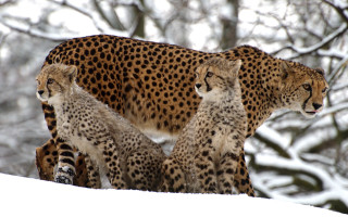 Cheetah snow trees blurry camouflage - charlotte nasmyth free wallpaper