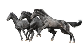 Three black horses air digital - the air together free wallpaper