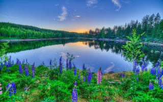 Lake flowers trees sunset clouds - free summer wallpaper