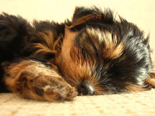 Small dog sleeping carpet head - a carpet free wallpaper