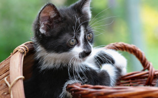 Black white kitten basket blurry - kitten free wallpaper