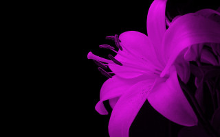 Purple flower dark black background - the picture free wallpaper