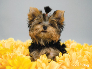 Small dog yellow flowers gray 3 - glamor pose free wallpaper