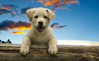 Dog log clouds autumn beach - a log free wallpaper